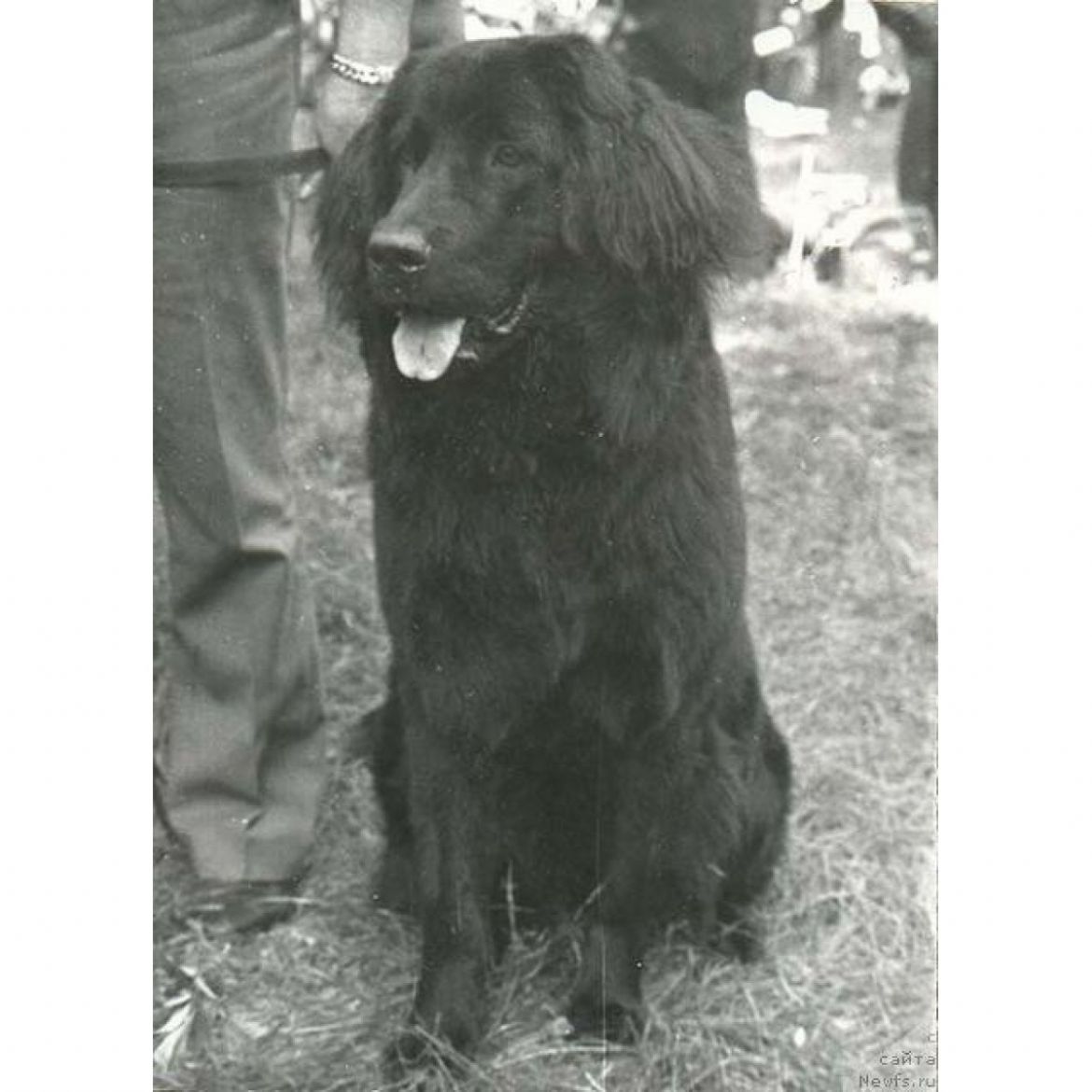 T Ledi Terra Rodsches Ron (15-08-1977)